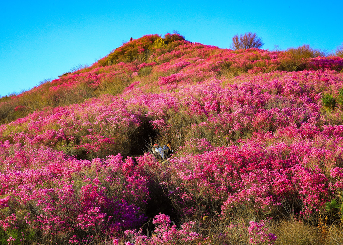 진분홍으로 물드는 능선, 영취산 진달래축제