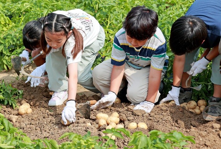 감자에 반하고, 감물에 물들다…가족 체험형 농촌축제 괴산서 개막