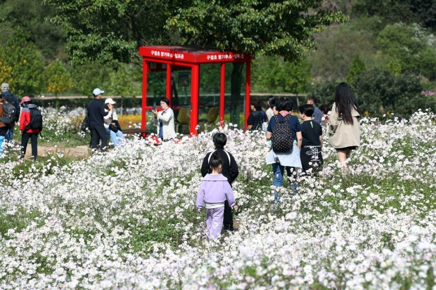 구절초 꽃길 따라 천천히 한발…가을 머금은 정읍에서 쉬어가볼까 [페스티벌 플러스]